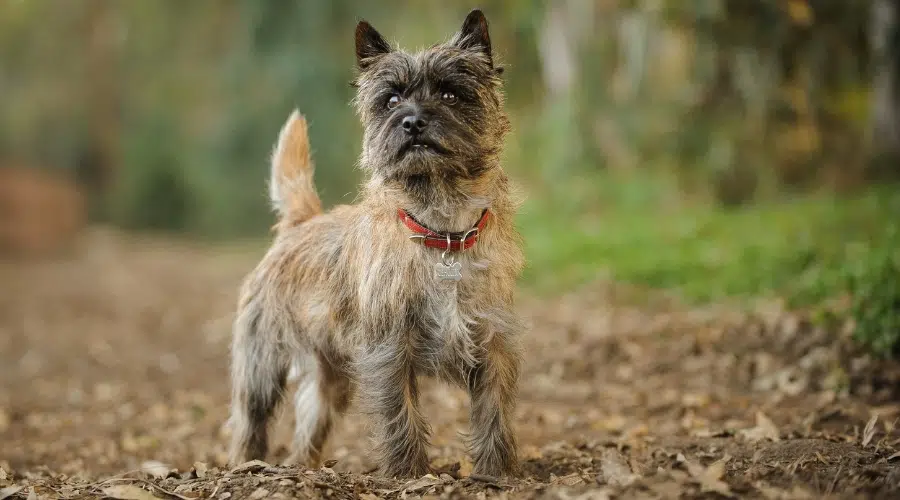 Brown Terrier de pie en el bosque