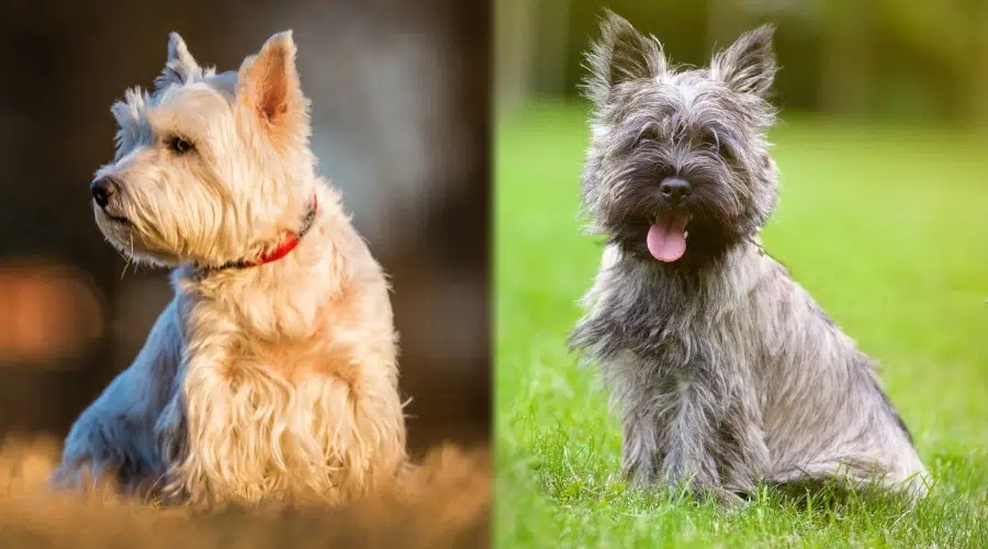 Dos perros pequeños sentados en la hierba