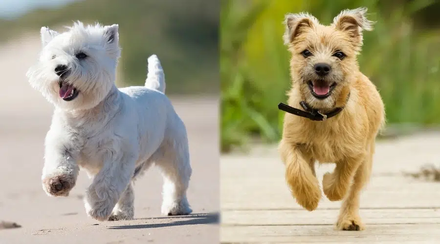 Dos perros pequeños corriendo al aire libre