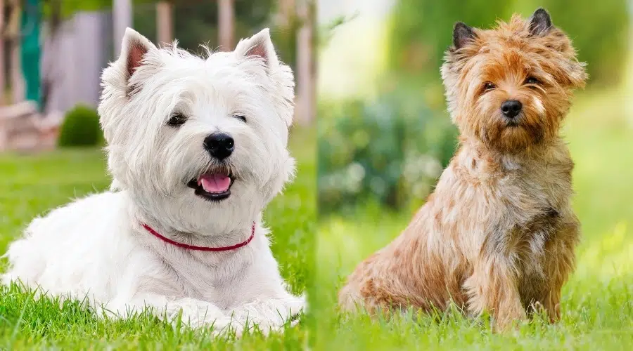 Pequeño perro blanco acostado y pequeño perro bronceado sentado en la hierba