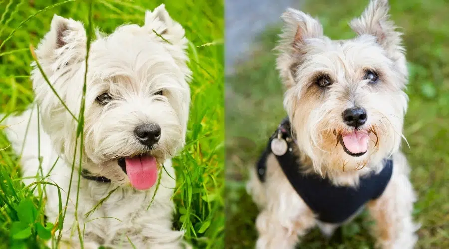 Dos pequeños perros blancos de cerca