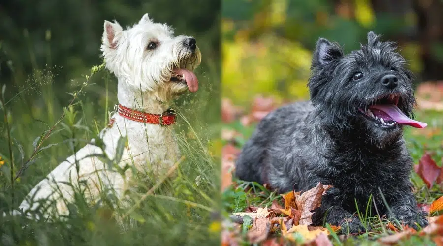 Perro pequeño blanco y perro pequeño negro con la lengua fuera