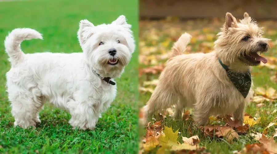 Pequeño perro blanco y pequeño perro bronceado posando en la hierba