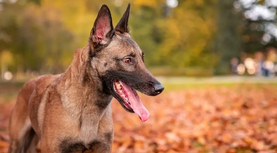 Perro al aire libre en otoño