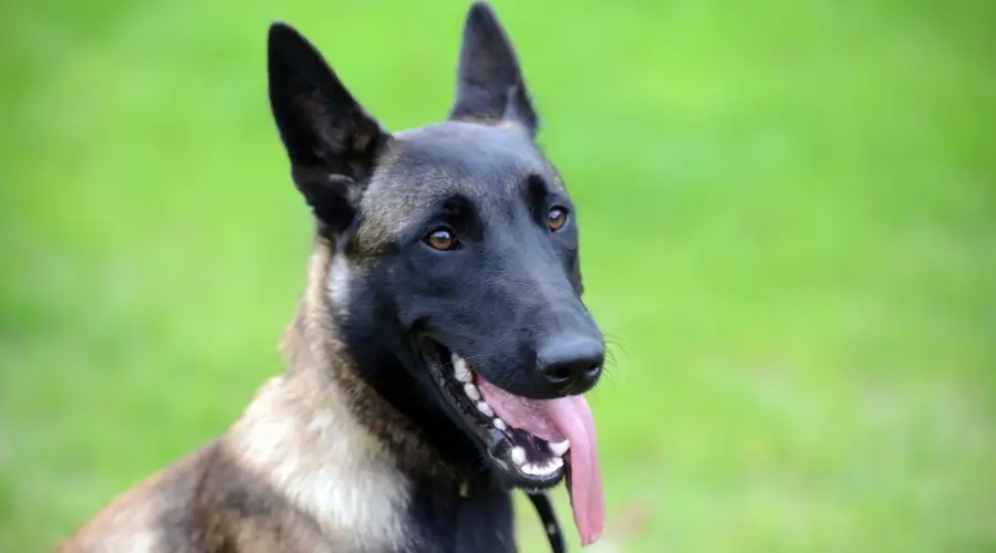 Perro con máscara negra