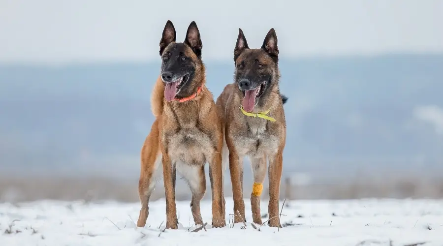 Perros belga malinois en la nieve al aire libre