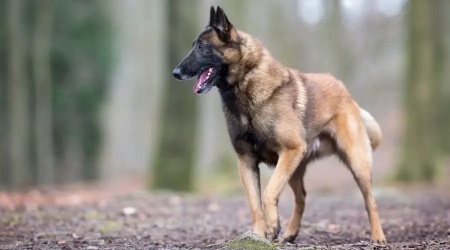 Perro sano haciendo ejercicio en el bosque