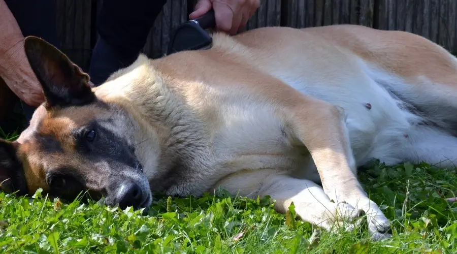 Perro siendo cepillado al aire libre