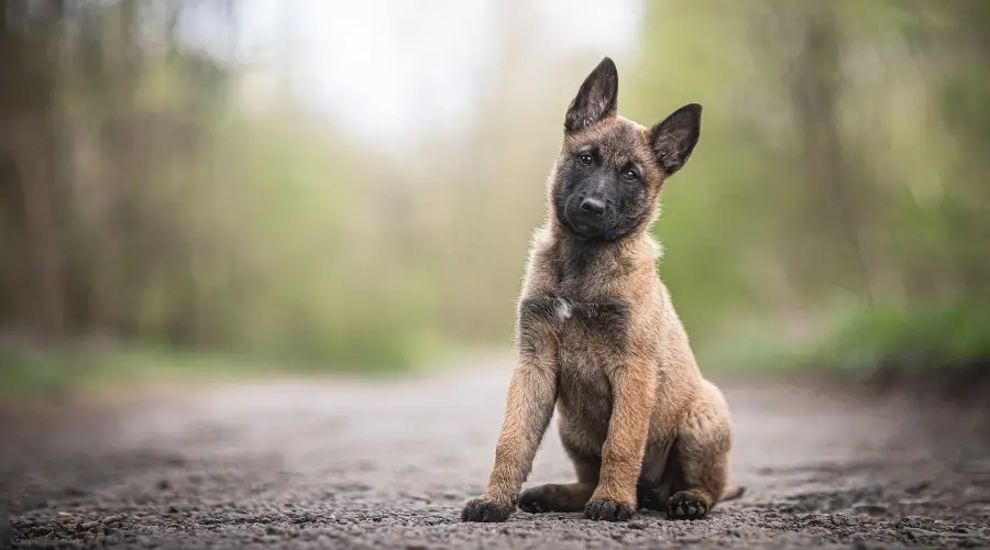 Cachorro Malinois belga al aire libre en camino de tierra