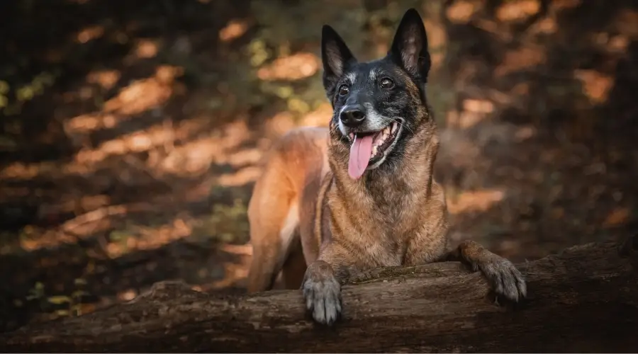 Perro pastor belga malinois senior sentado en el tronco