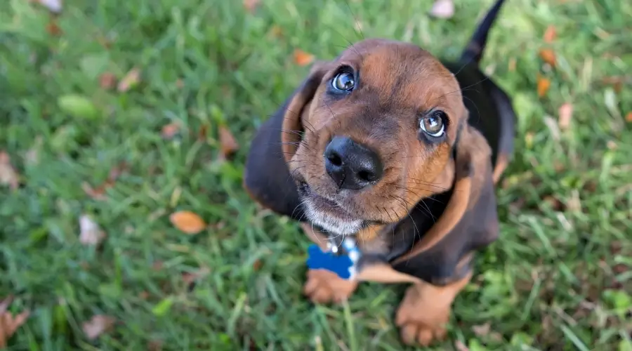 Perro bicolor al aire libre