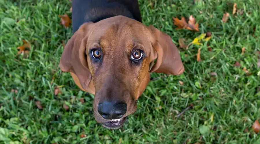 Perro marrón y negro en la hierba