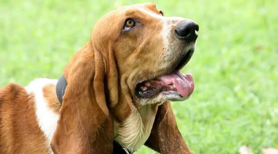 Feliz perro tricolor afuera