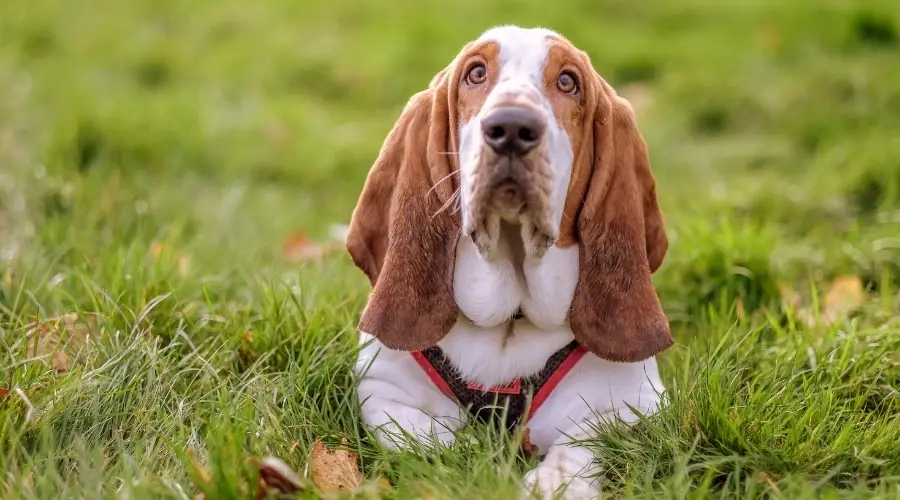 Perro bicolor blanco y tostado