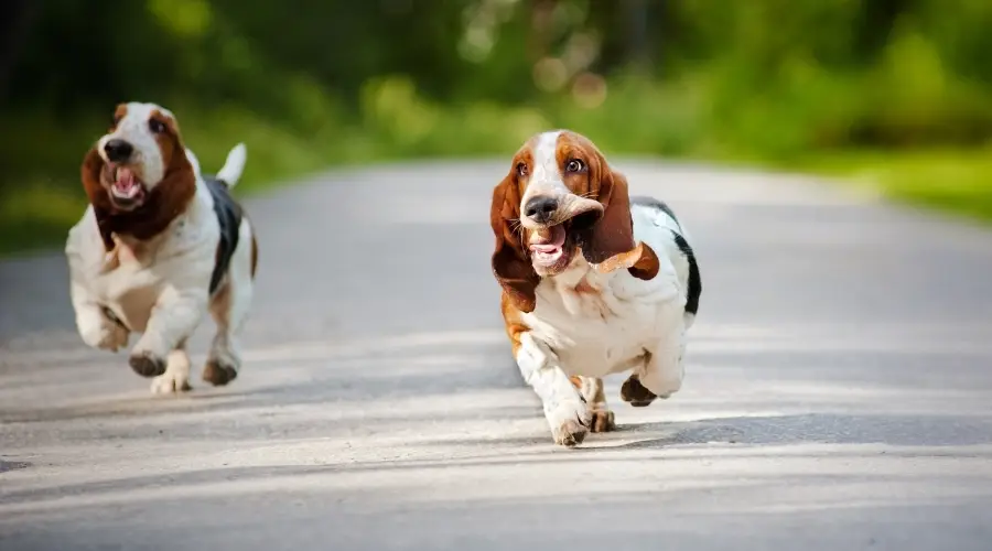 Dos Basset Hounds corriendo sobre asfalto