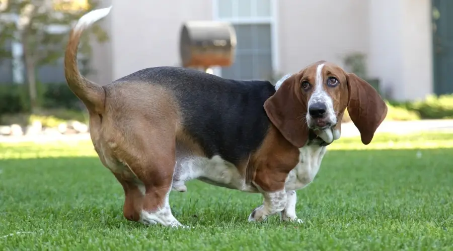 Perro sano al aire libre