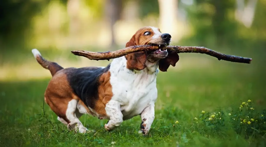 Perro corriendo con un gran palo