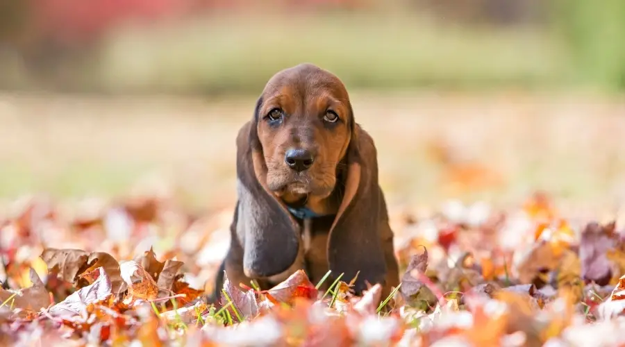 Perro Basset Hound bicolor pequeño