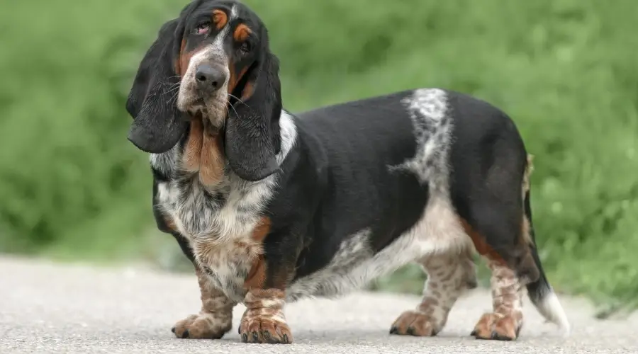 Basset Hound que necesita cuidados