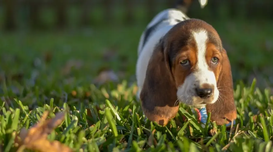 Cachorro tricolor