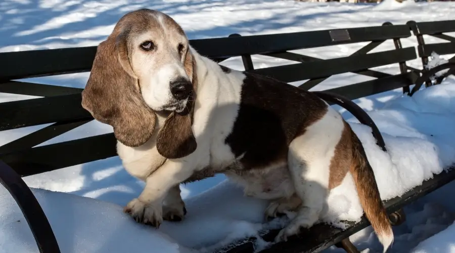 Perro de rescate mayor Basset Hound