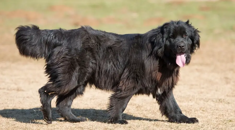 Newfie negro caminando al aire libre