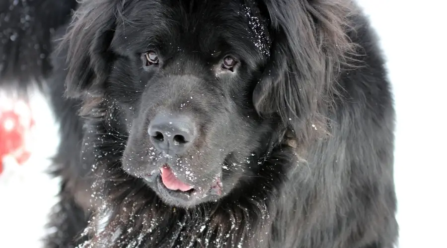 Perro Terranova negro en la nieve