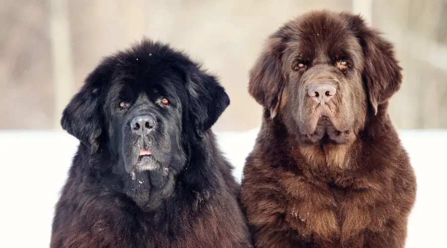 Dos perros Terranova en la nieve