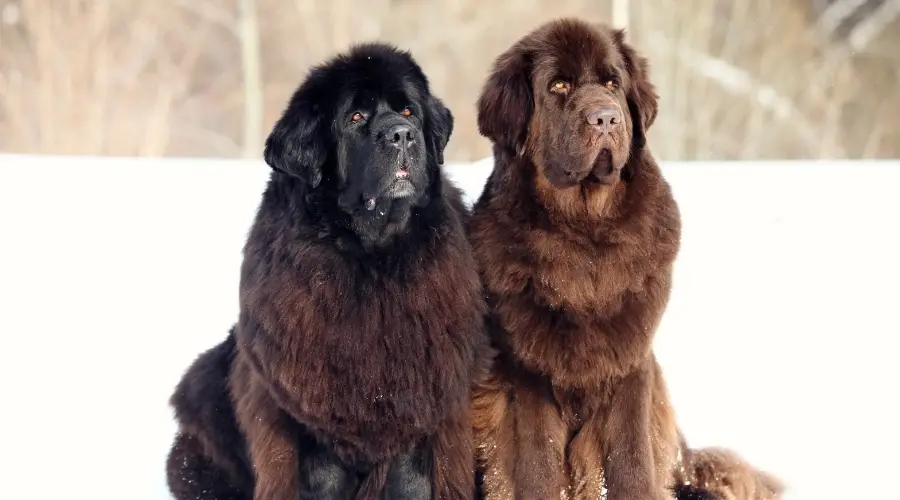 Perros Terranova al aire libre en la nieve