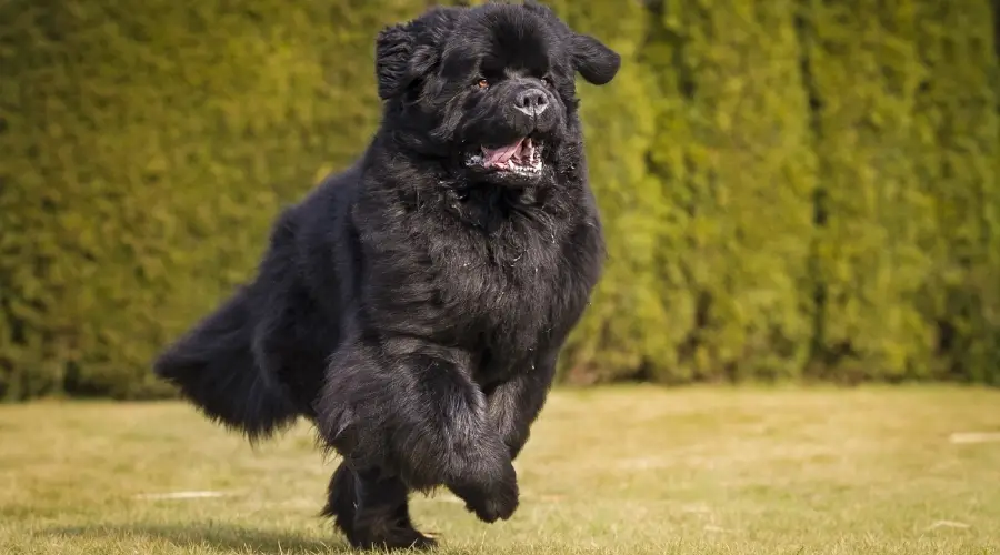 Perro Terranova corriendo en el césped al aire libre