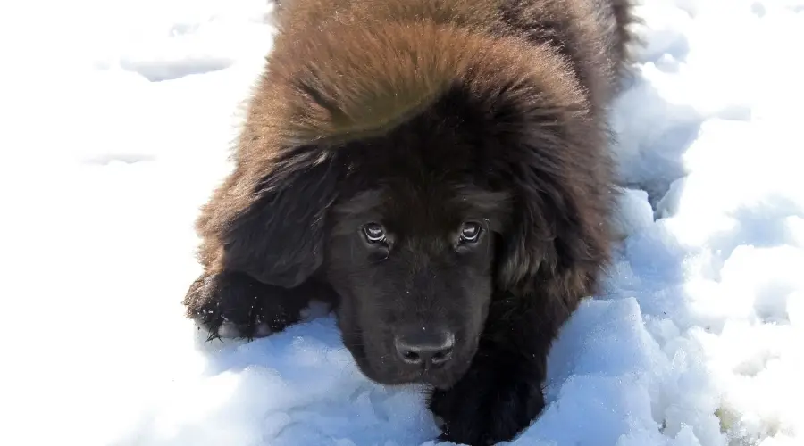 Perro Terranova con mirada juguetona