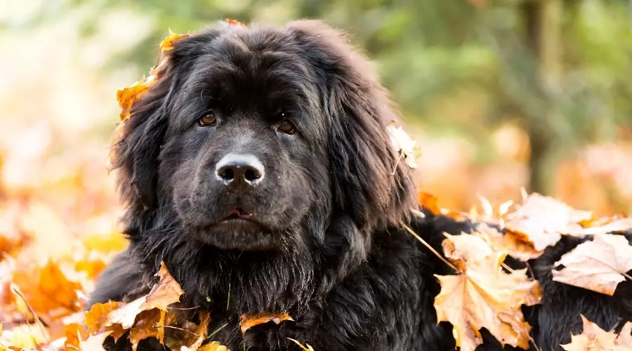 Perro Newfie tendido en hojas en otoño