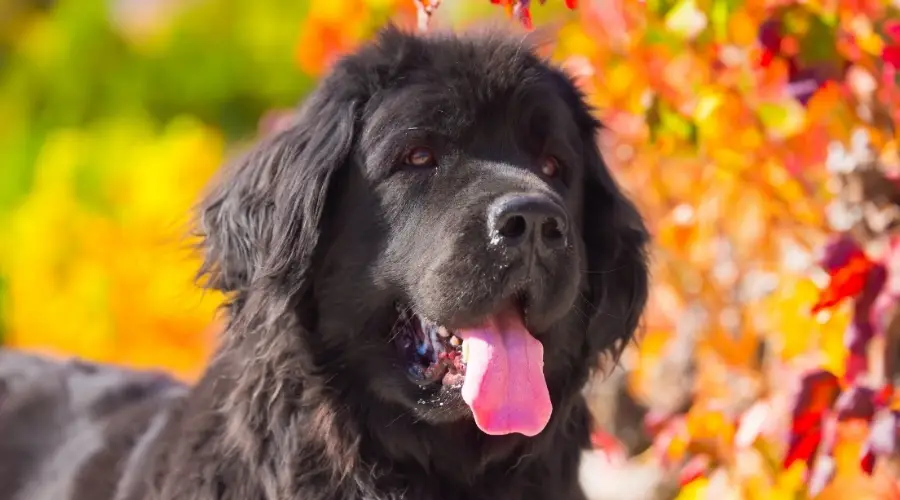 Perro Terranova negro cerca de los árboles