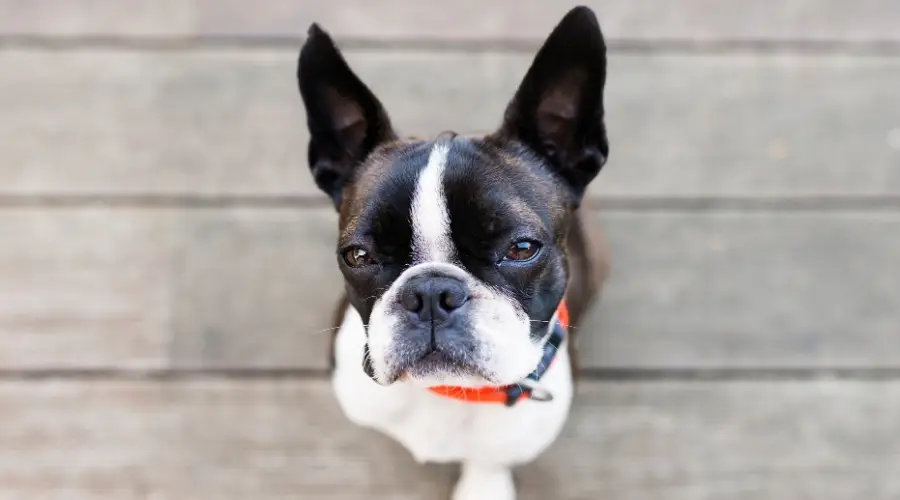 Adorable perro atigrado y blanco