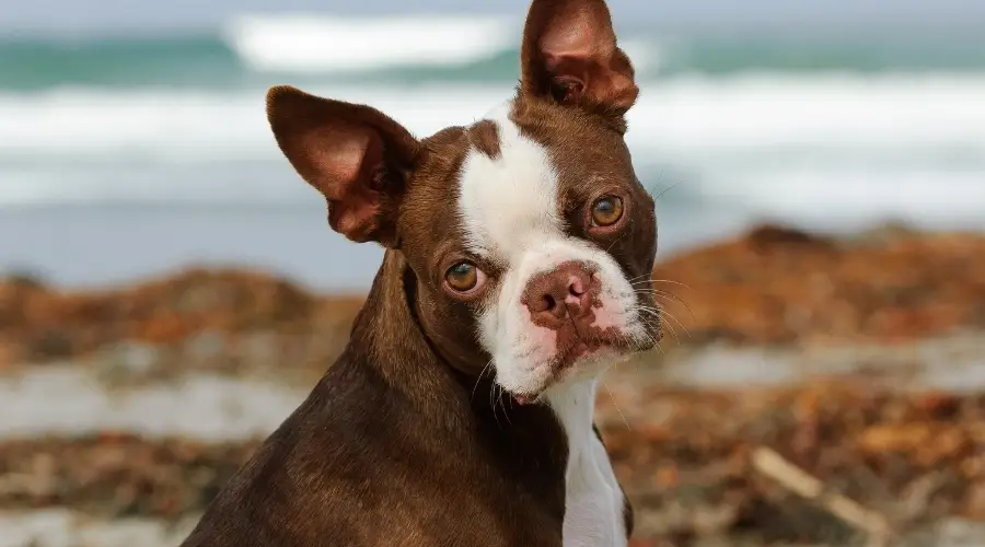 Perro marrón en la playa