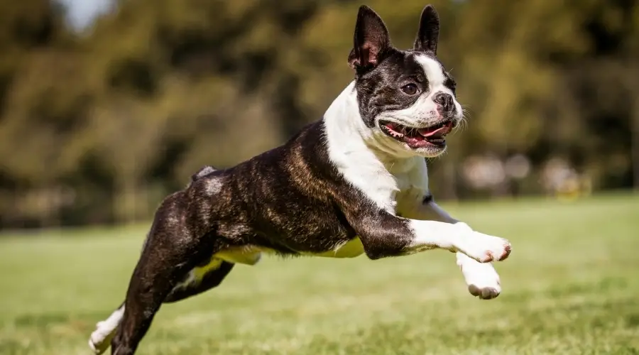 Perro atigrado corriendo en la hierba