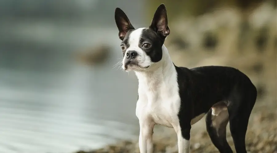 Perro blanco y negro al aire libre