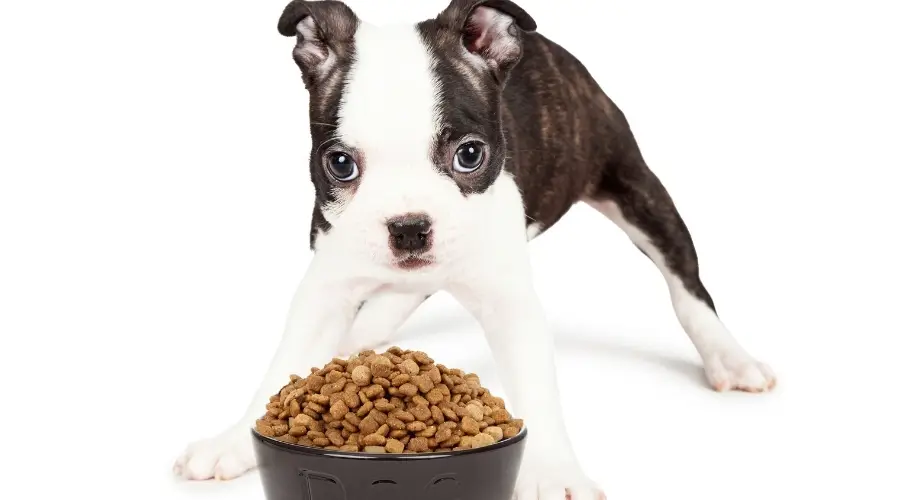 Cachorro comiendo croquetas secas