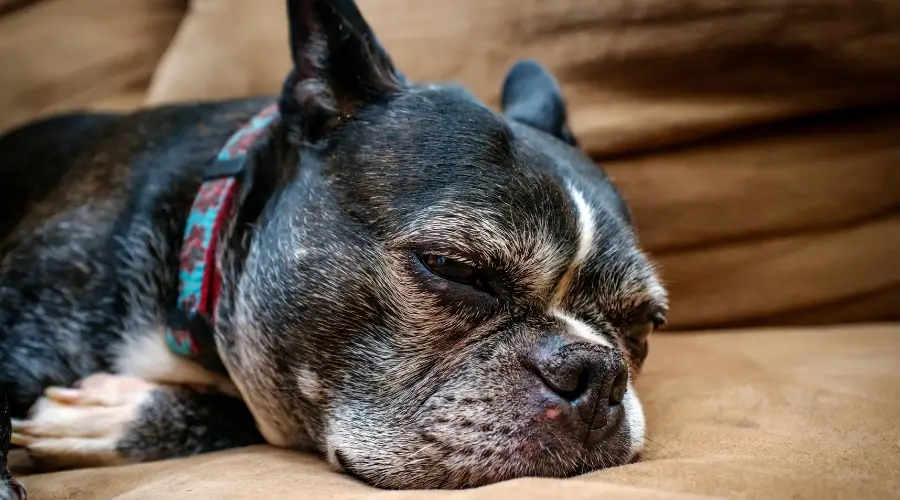 Perro viejo en el sofá durmiendo