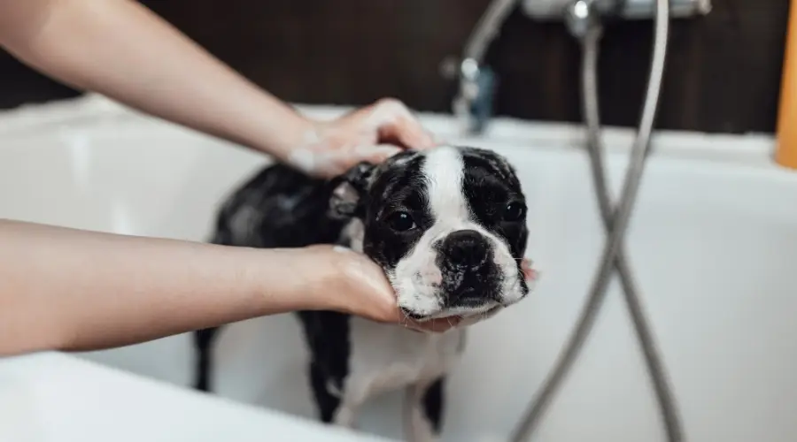 Perro pequeño siendo bañado en la bañera