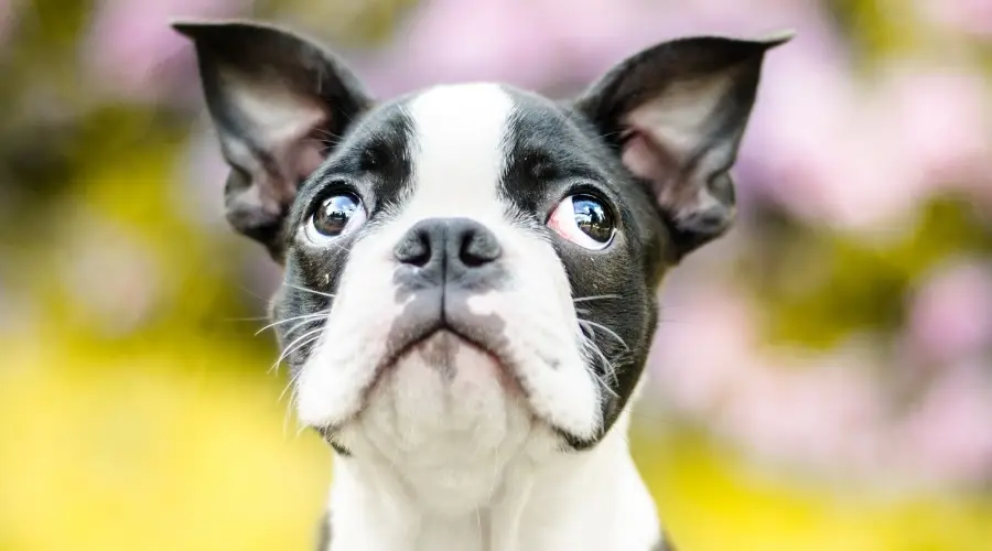 Adorable cachorro blanco y negro