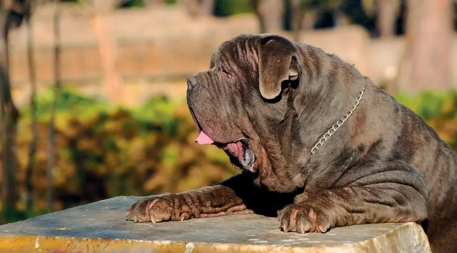 Perro negro pesado apoyado en una roca