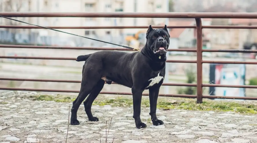 Perro blanco y negro parado en un puente