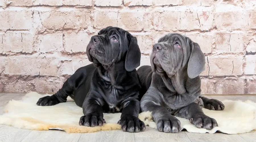 Perros jóvenes negros y azules mirando hacia arriba