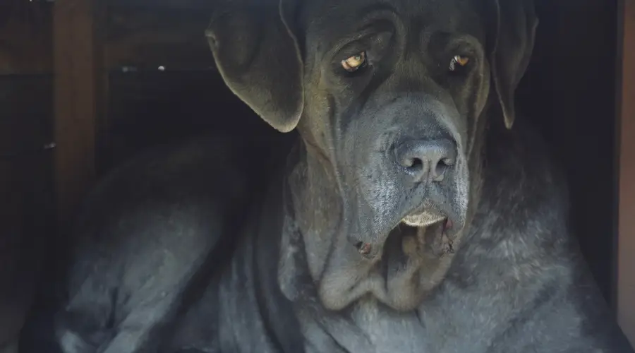 Gran perro azul sentado a la sombra