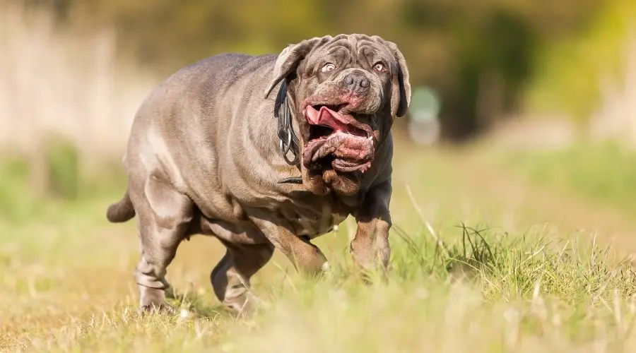 Perro grande con cara tonta corriendo al aire libre