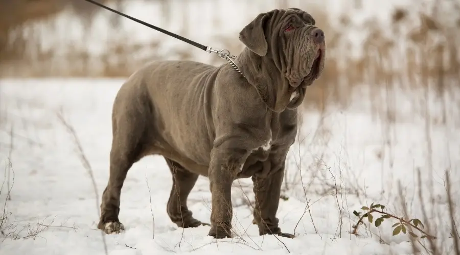 Enorme perro negro parado en la nieve