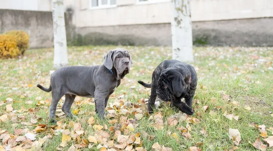 Perros azules y negros jugando en un patio