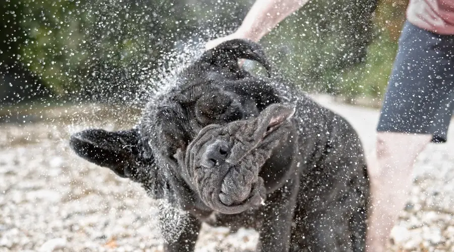 Perro negro grande sacudiéndose el agua