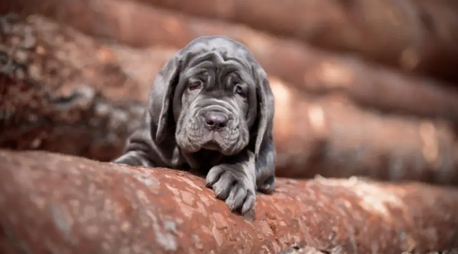 Cachorro negro pequeño